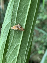 Paracymoriza cataclystalis