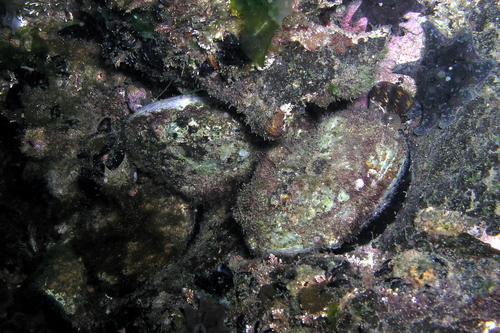 blacklip abalone