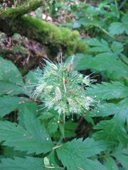 Hydrophyllum tenuipes