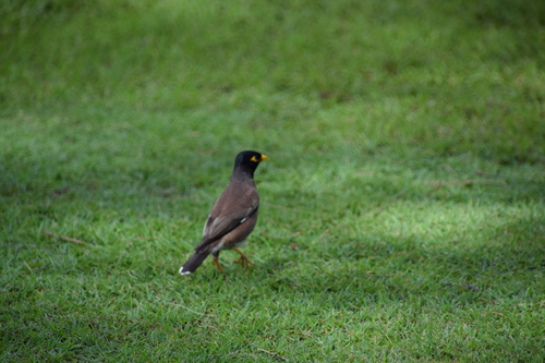 Acridotheres tristis observed 2026-04-02