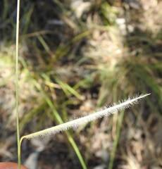 Bouteloua pectinata, photograph (c) saltyhiker, some rights reserved (CC BY)