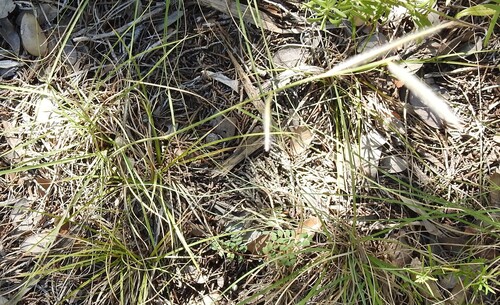 Bouteloua pectinata, photograph 3