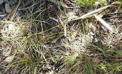 Bouteloua pectinata, photograph (c) saltyhiker, some rights reserved (CC BY)