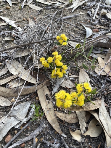 Acacia nervosa observed 2026-08-17