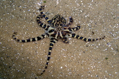 Hapalochlaena maculosa