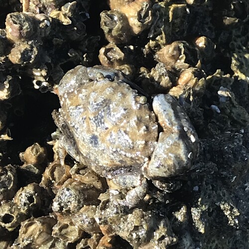 Leptodius sanguineus observed 2026-08-13