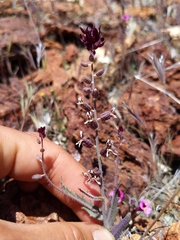 Streptanthus insignis