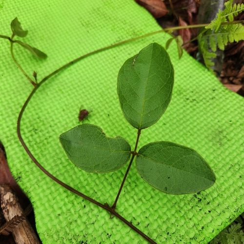 Glycine tabacina observed 2026-08-18