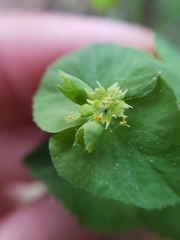 Euphorbia crenulata