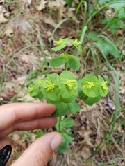 Euphorbia crenulata