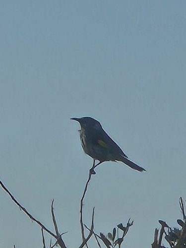 New Holland Honeyeater