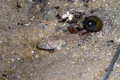 Nesogobius pulchellus