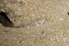 Nesogobius pulchellus