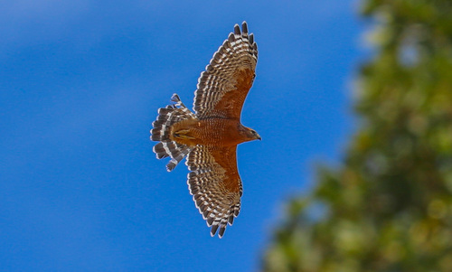 Red-shouldered Hawk seen in Sonoma Valley