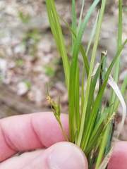 Carex jamesii