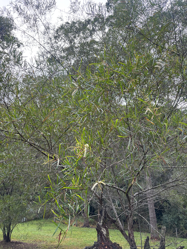 Acacia longissima, 2026-08-18