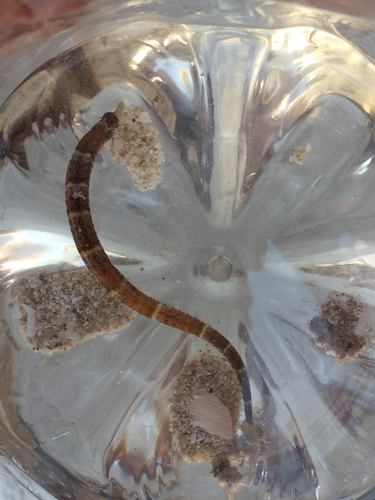 Whitenose pipefish (Cosmocampus albirostris) — Syngnathidae