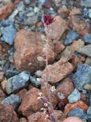 Streptanthus insignis