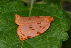 Archips rileyana