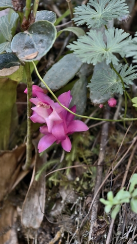 Schlumbergera opuntioides