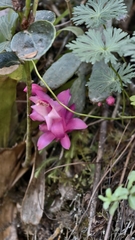 Schlumbergera opuntioides