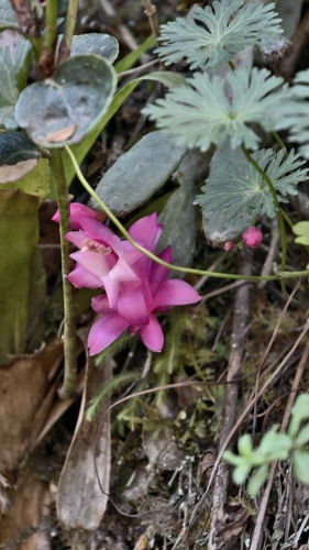 Schlumbergera opuntioides, photograph 2