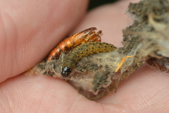 Archips rileyana