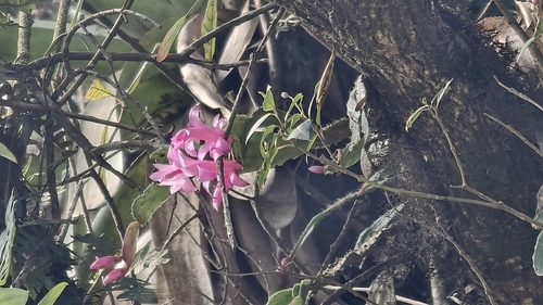 Schlumbergera opuntioides, photograph 3