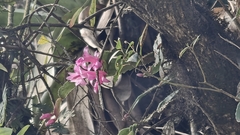 Schlumbergera opuntioides, photograph (c) fmunoz, some rights reserved (CC BY)