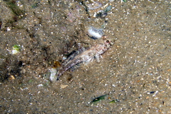 Nesogobius