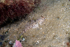 Nesogobius pulchellus