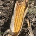 Dent Corn - Photo (c) Aidan Campos, some rights reserved (CC BY-NC), uploaded by Aidan Campos