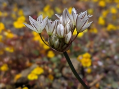 Allium diabolense