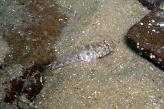 Nesogobius pulchellus