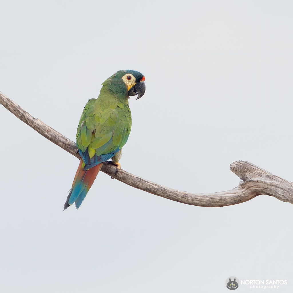 Blue-Winged Macaw