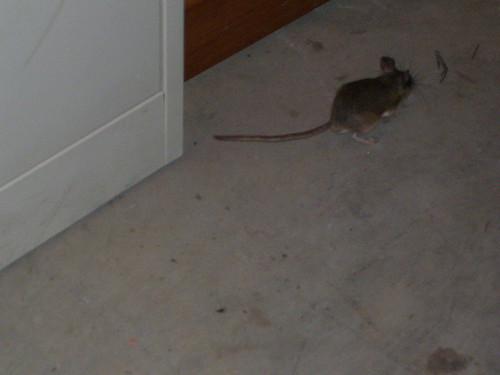 iNaturalist observation photo of North American Deer Mice