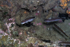 Trachinops caudimaculatus