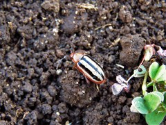 Disonycha leptolineata