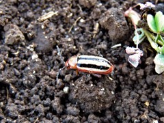 Disonycha leptolineata