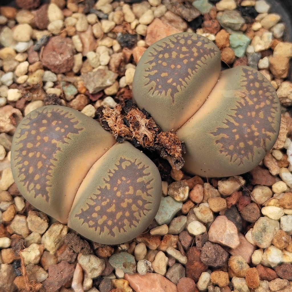 Lithops villetii