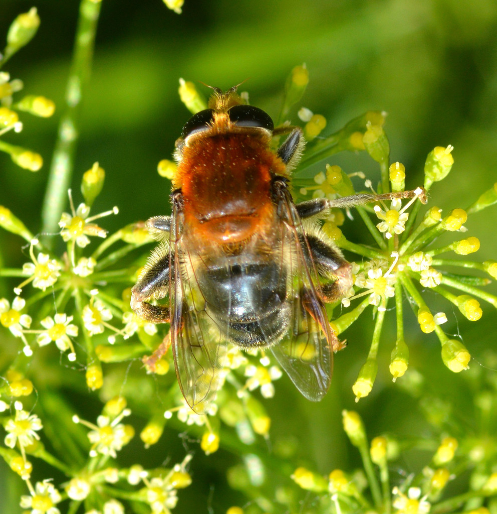 Eastern Mimic Fly