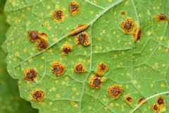 Puccinia malvacearum