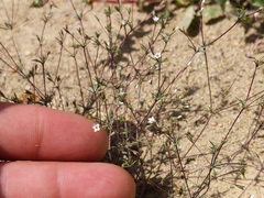 Leptosiphon pygmaeus continentalis