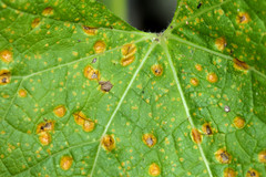 Puccinia malvacearum