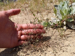 Leptosiphon pygmaeus continentalis