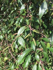 Alnus jorullensis