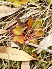 Drosera praefolia