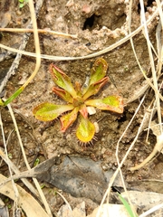 Drosera praefolia