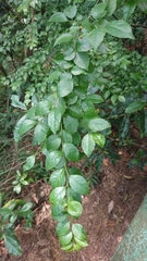 Ilex asprella