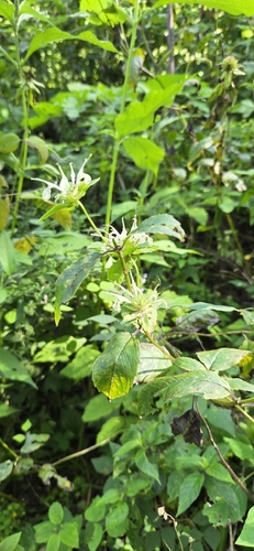 Monarda clinopodia, photograph 3